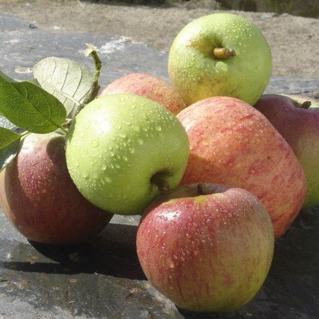 Cider Apples